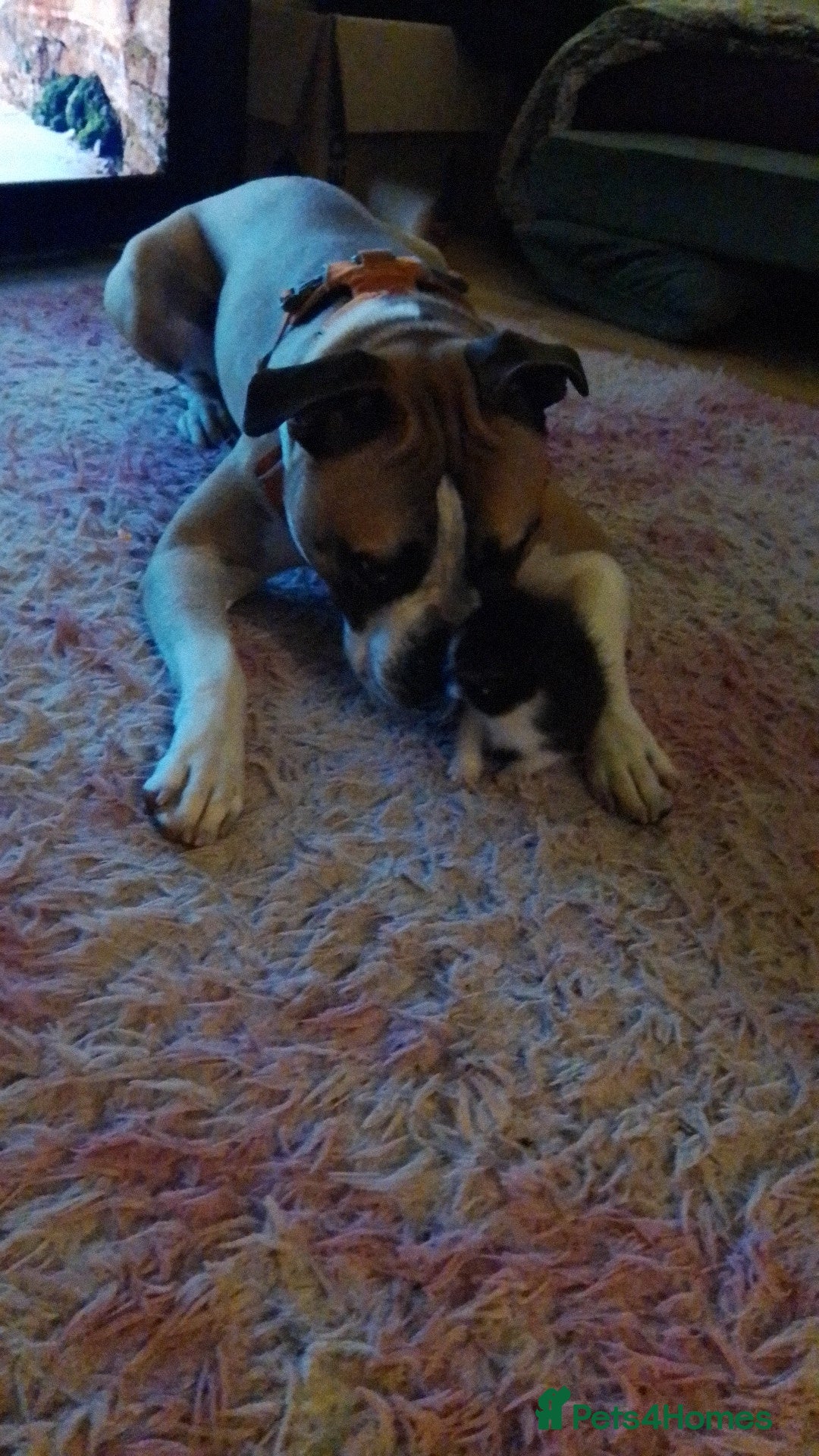 Mixed Breed dogs for sale: Staffy cross boxer female - Image 1
