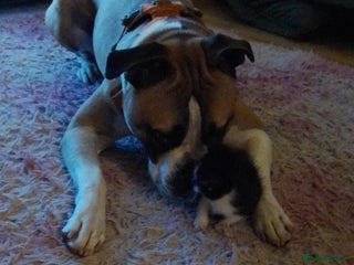 Mixed Breed dogs - Advert 30