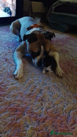 Mixed Breed dogs - Advert 6