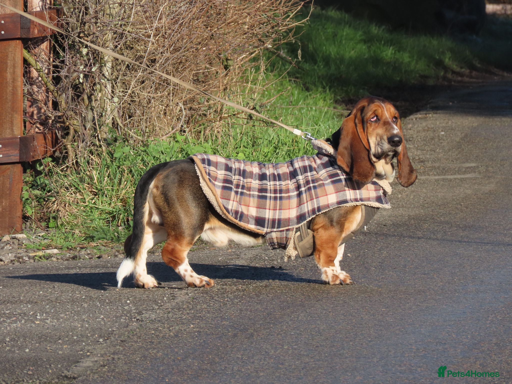 Basset Hound dogs FOR STUD ONLY Health tested Tri Basset Hound  - Advert 12