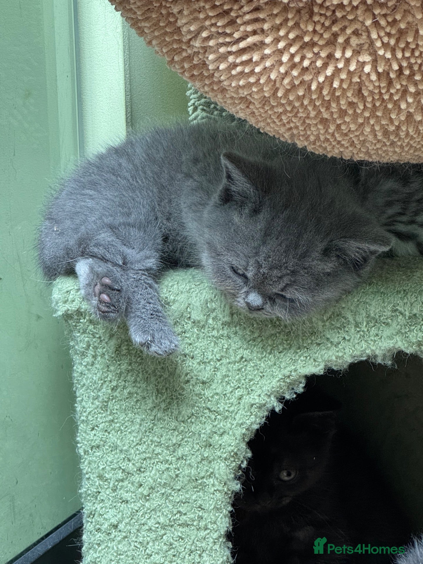 British Shorthair cats British short hair/ Scottish striaghts - Advert 2
