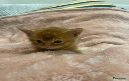 Scottish Fold cats for sale: Scottish fold/straight kittens  - Image 27