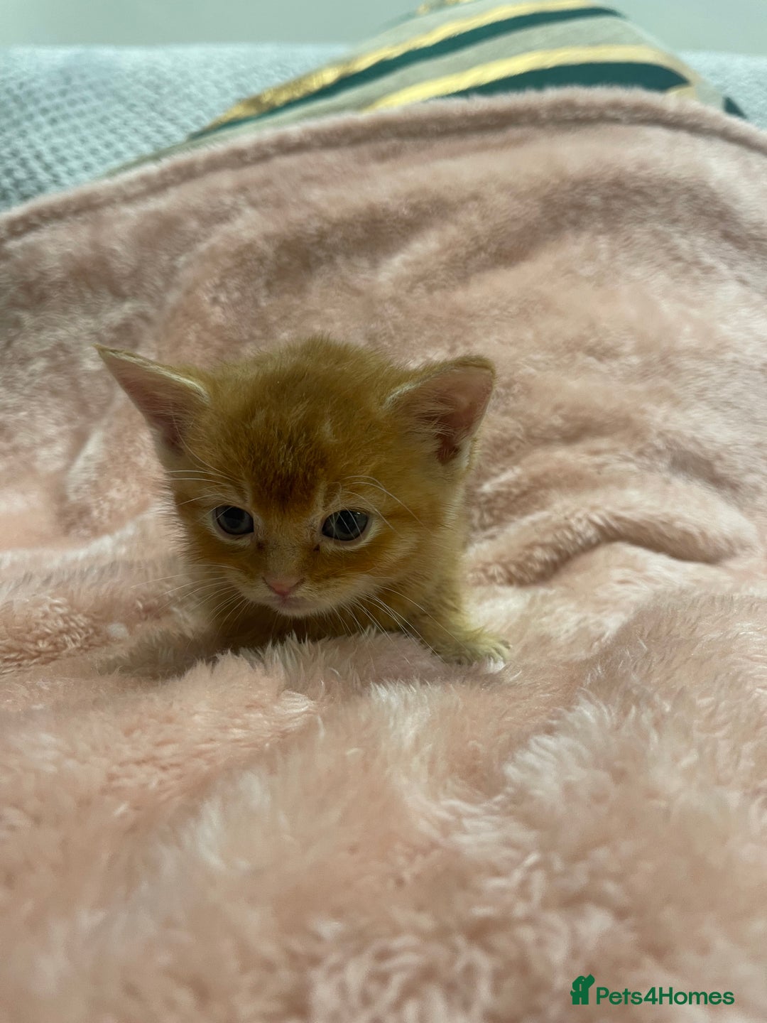Scottish Fold cats for sale: Scottish fold/straight kittens  - Image 27