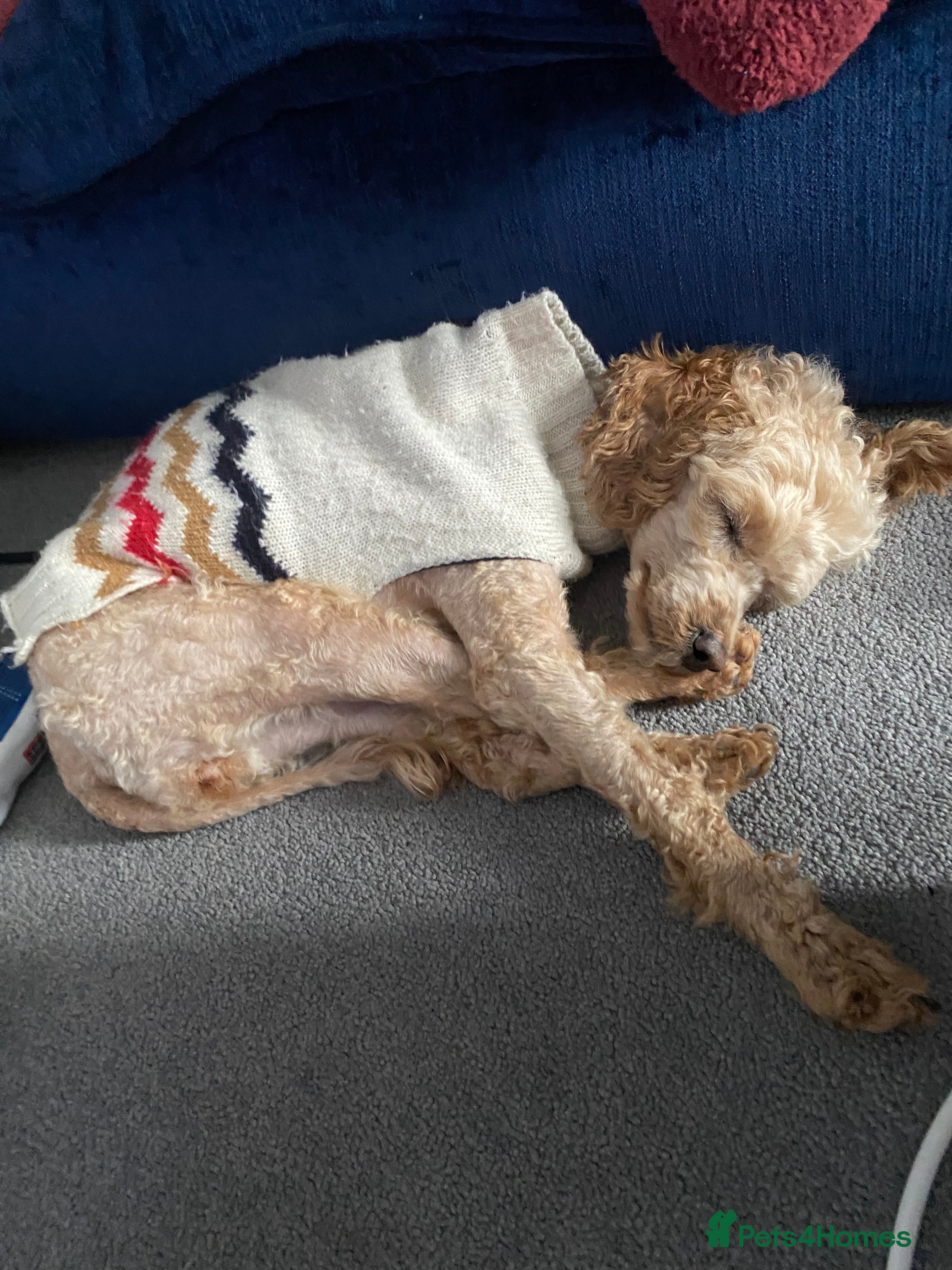 Toy Poodle dogs London the Toy Poodle - Advert 1