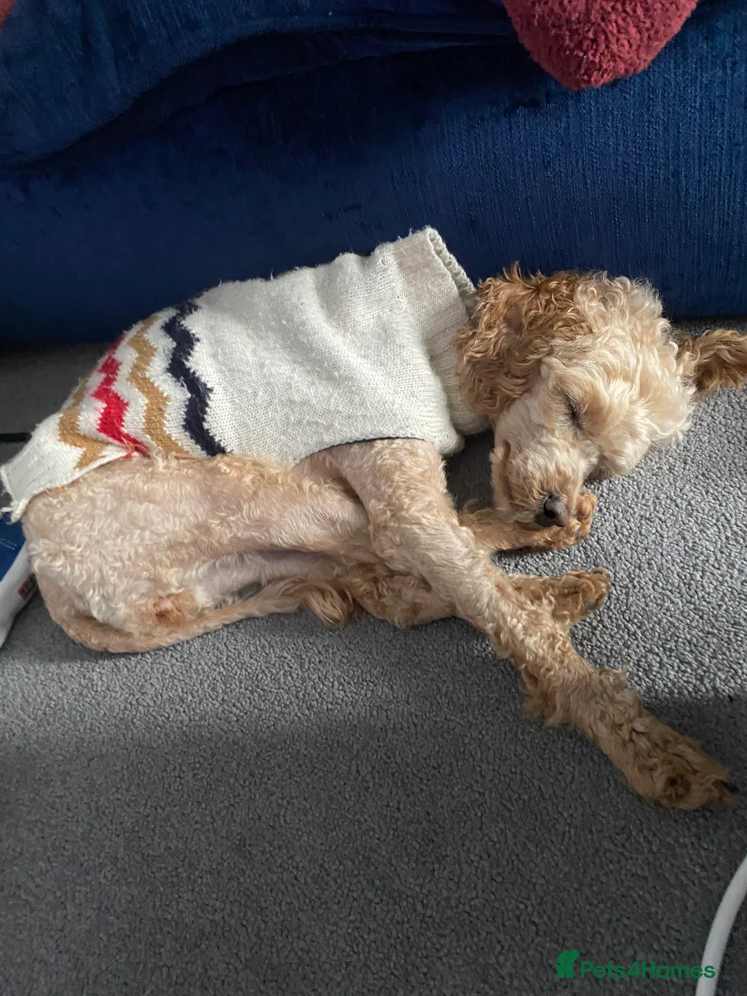 Toy Poodle dogs for sale: London the Toy Poodle - Advert 1