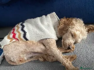 Toy Poodle dogs London the Toy Poodle - Advert 1