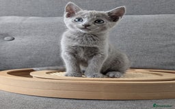 Russian Blue cats for sale: Russian blue babies looking for FOREVER homes - Image 3