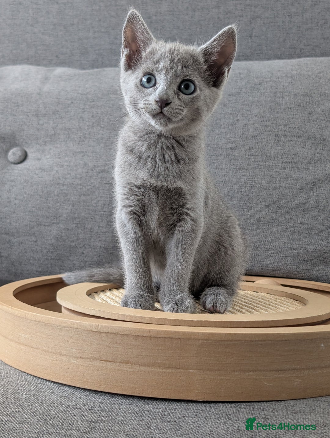 Russian Blue cats for sale: Russian blue babies looking for FOREVER homes - Image 3