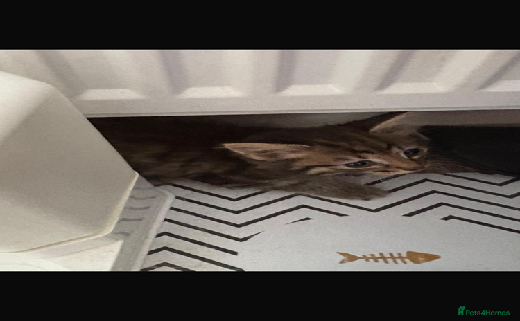 Mixed Breed cats - Advert 1