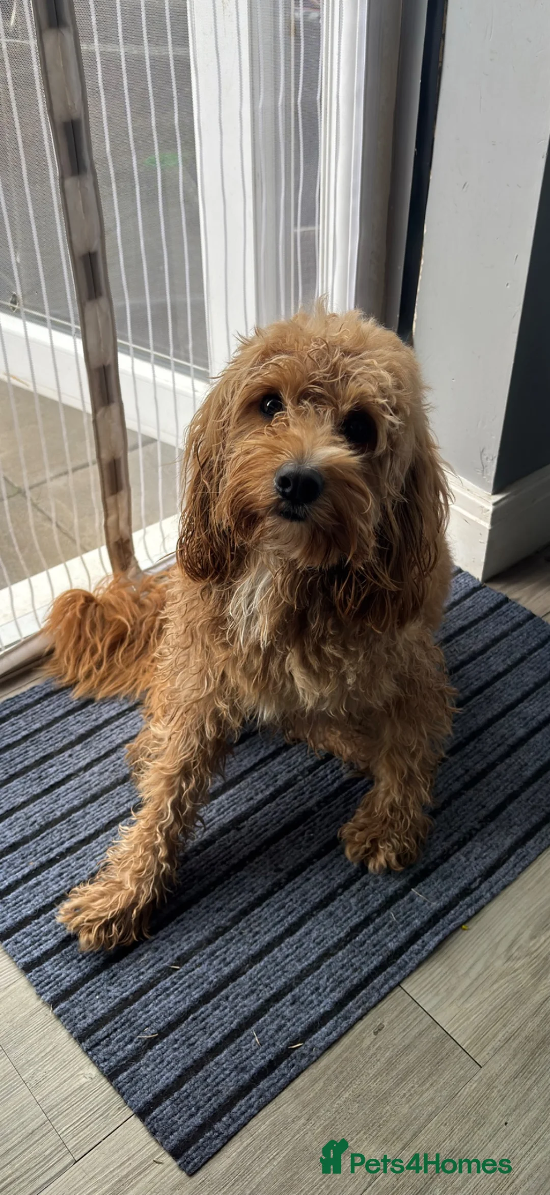 Cockapoo dogs for stud: Stud  in Lincoln - Advert 2