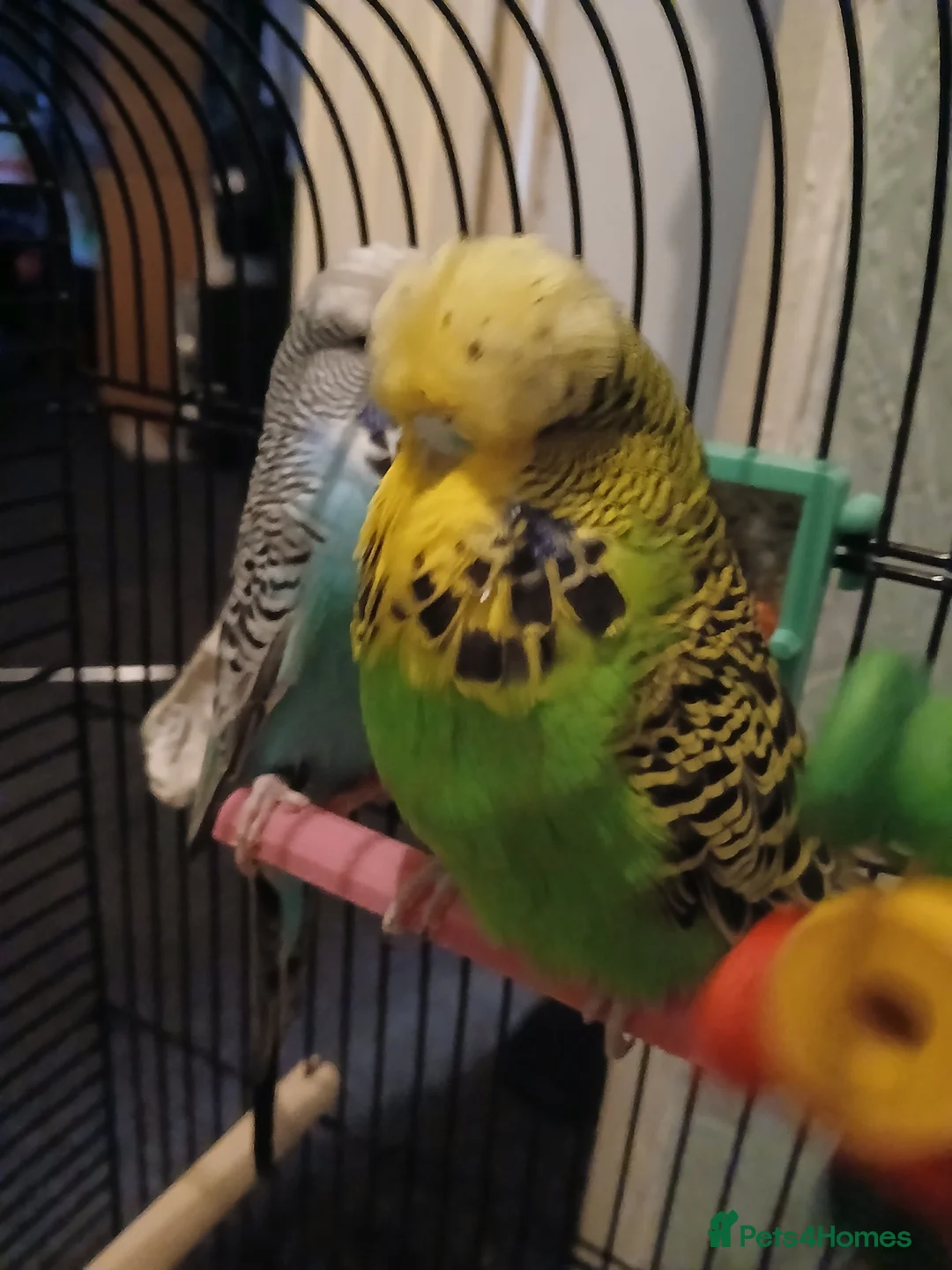 Budgerigars birds for sale: BUDGIES FOR SALE - Advert 10