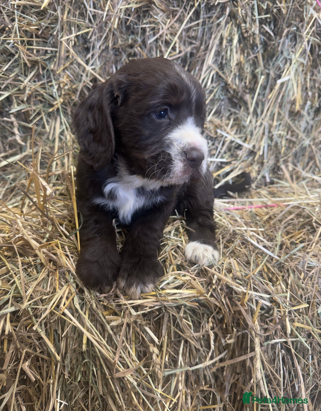 Cocker Spaniel dogs for sale: Health Tested Clear KC Registered Working Cockers - Advert 11