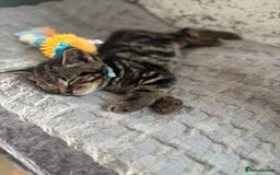 American Shorthair cats for sale: Tabby Kitten  - Image 31