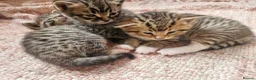 Mixed Breed cats for sale: 2 tabby girls and 1 ginger tabby boy kittens  in Abergele - Advert 5