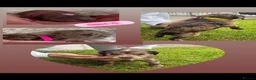 Sprocker dogs for sale: 8 F1 Sprocker spaniels  - Advert 5