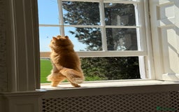 Maine Coon cats for sale: Beautiful Maine Coon X looking for a new home  - Image 2