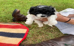 Mixed Breed dogs for sale: Bolonoodle Puppies  - Image 17