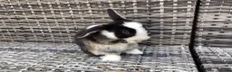 Mini Lop rabbits for sale: Stunning pure bred mini lop buck  - Advert 5