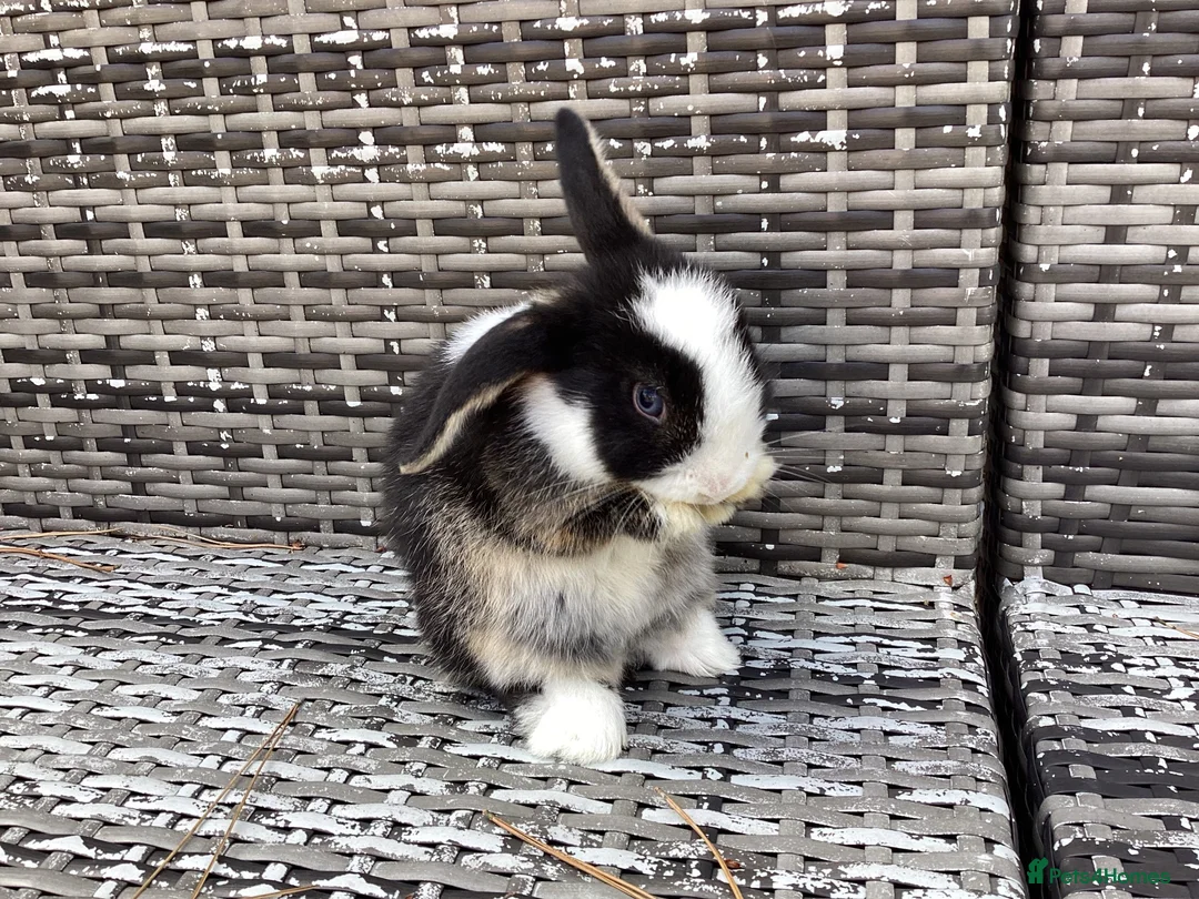 Mini Lop rabbits for sale: Stunning pure bred mini lop buck  - Advert 5