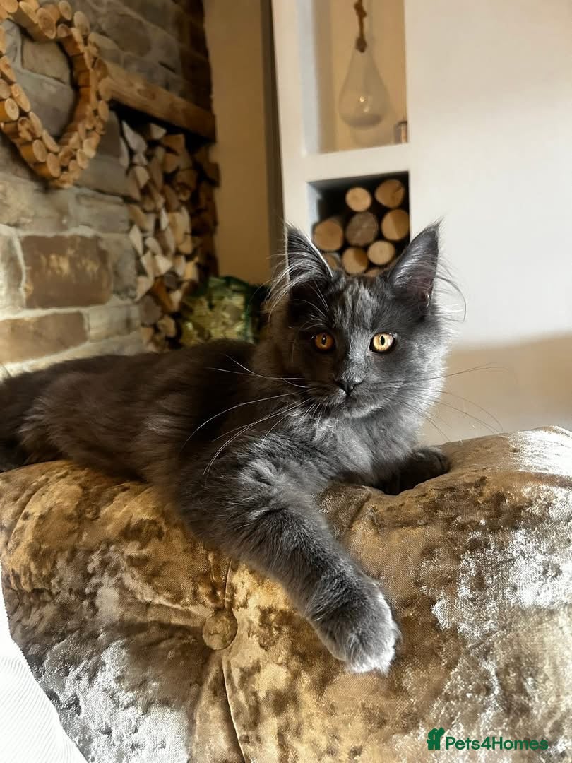 Maine Coon cats TICA Stunning Blue Smoke Queen  - Advert 8