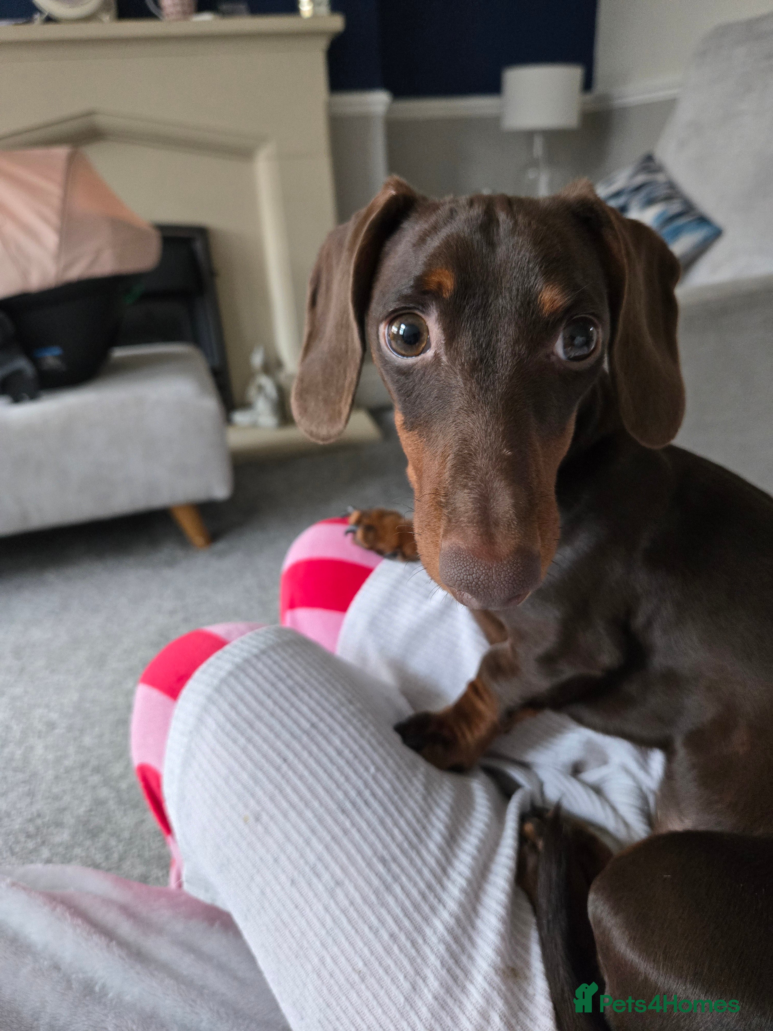 Dachshund dogs Lilly miniature dachshund  in Mexborough - Advert 2