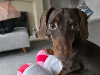 Dachshund dogs Lilly miniature dachshund in Mexborough - Advert 2