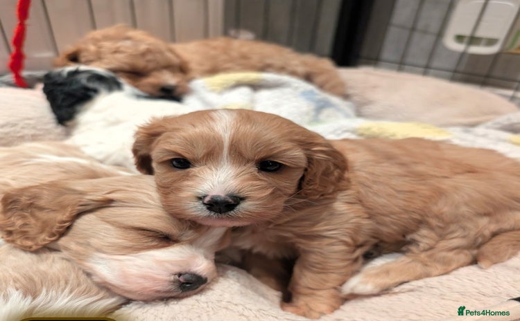 Toy Poodle dogs - Advert 12