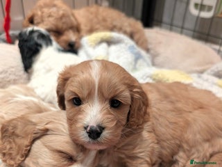 Toy Poodle dogs - Advert 26