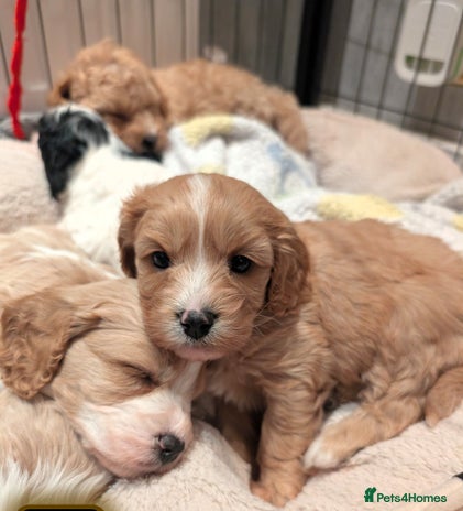 Toy Poodle dogs - Advert 1