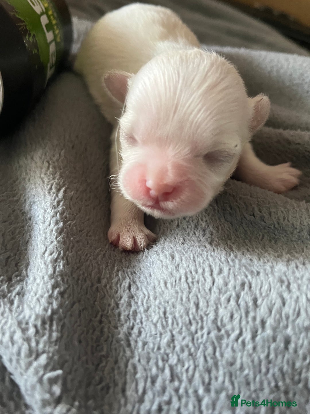 Shih Tzu dogs for sale: Beautiful shihtzu puppies  - Image 8