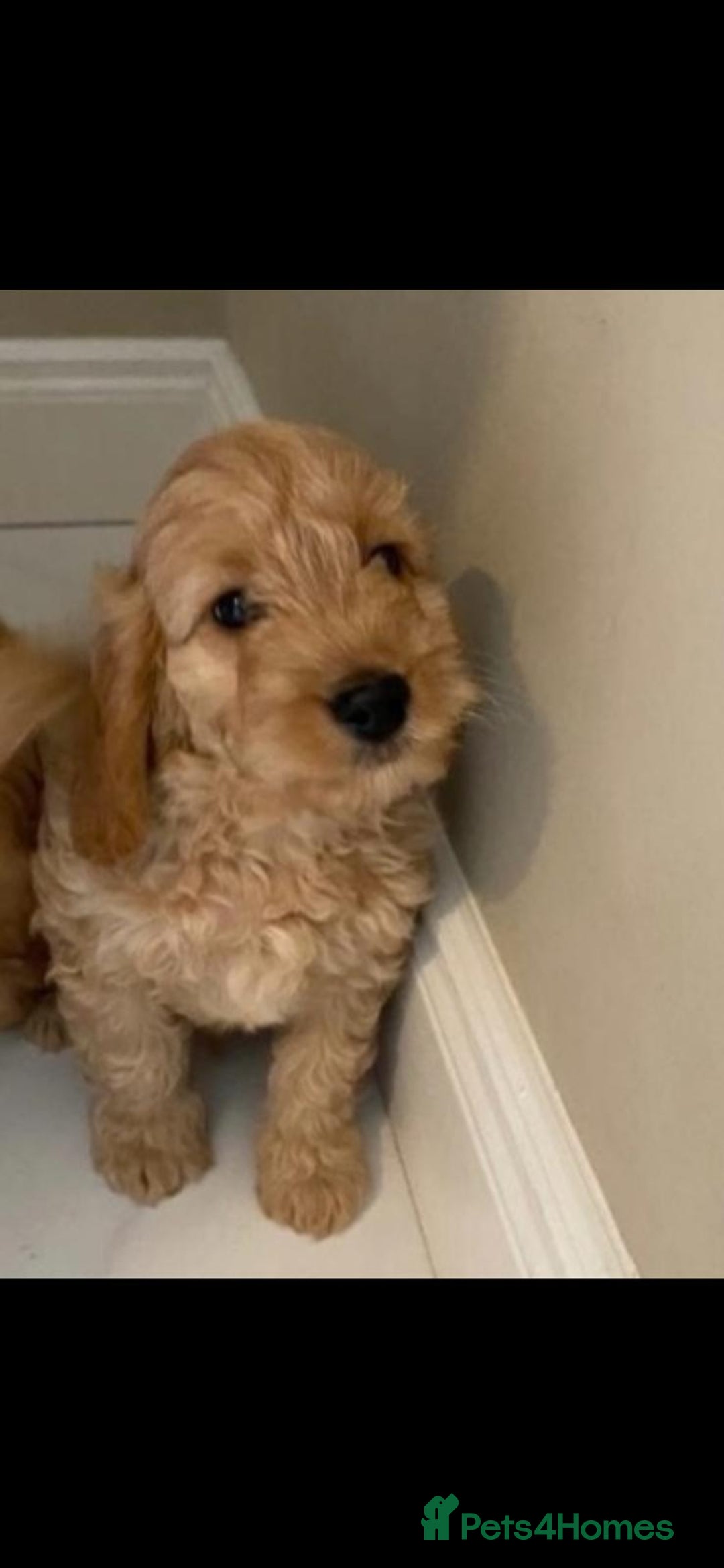 Cockapoo dogs for sale: Cockapoo puppies  - Advert 6