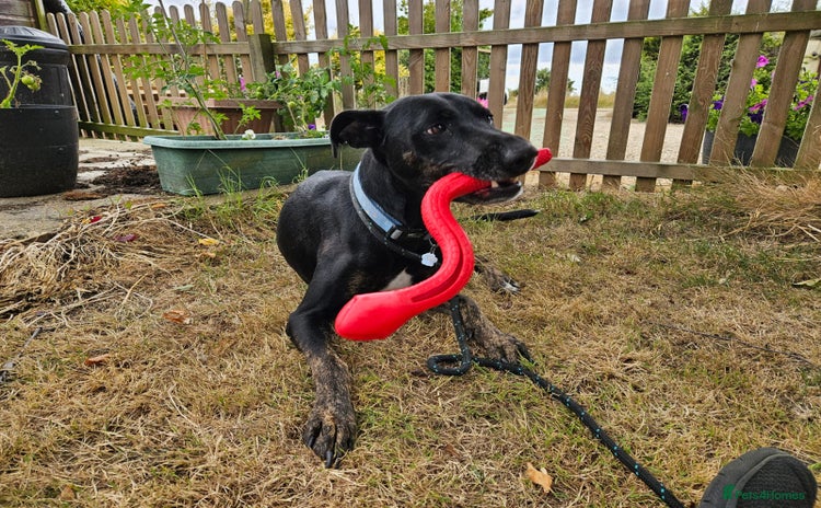 Lurcher dogs - Advert 1