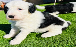 Sheepadoodle dogs for sale: Sheepadoodle Puppies -4 Female, 3 Male - Image 20