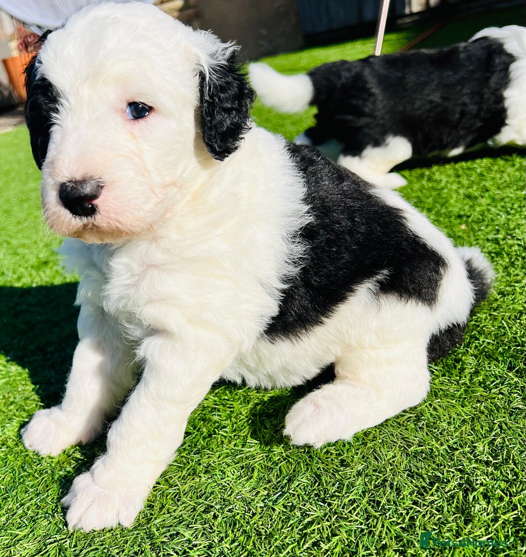 Sheepadoodle dogs for sale: Sheepadoodle Puppies -4 Female, 3 Male - Image 20