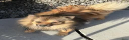 Pomeranian dogs for sale: Full bred Pomeranian  in Kidlington - Advert 2