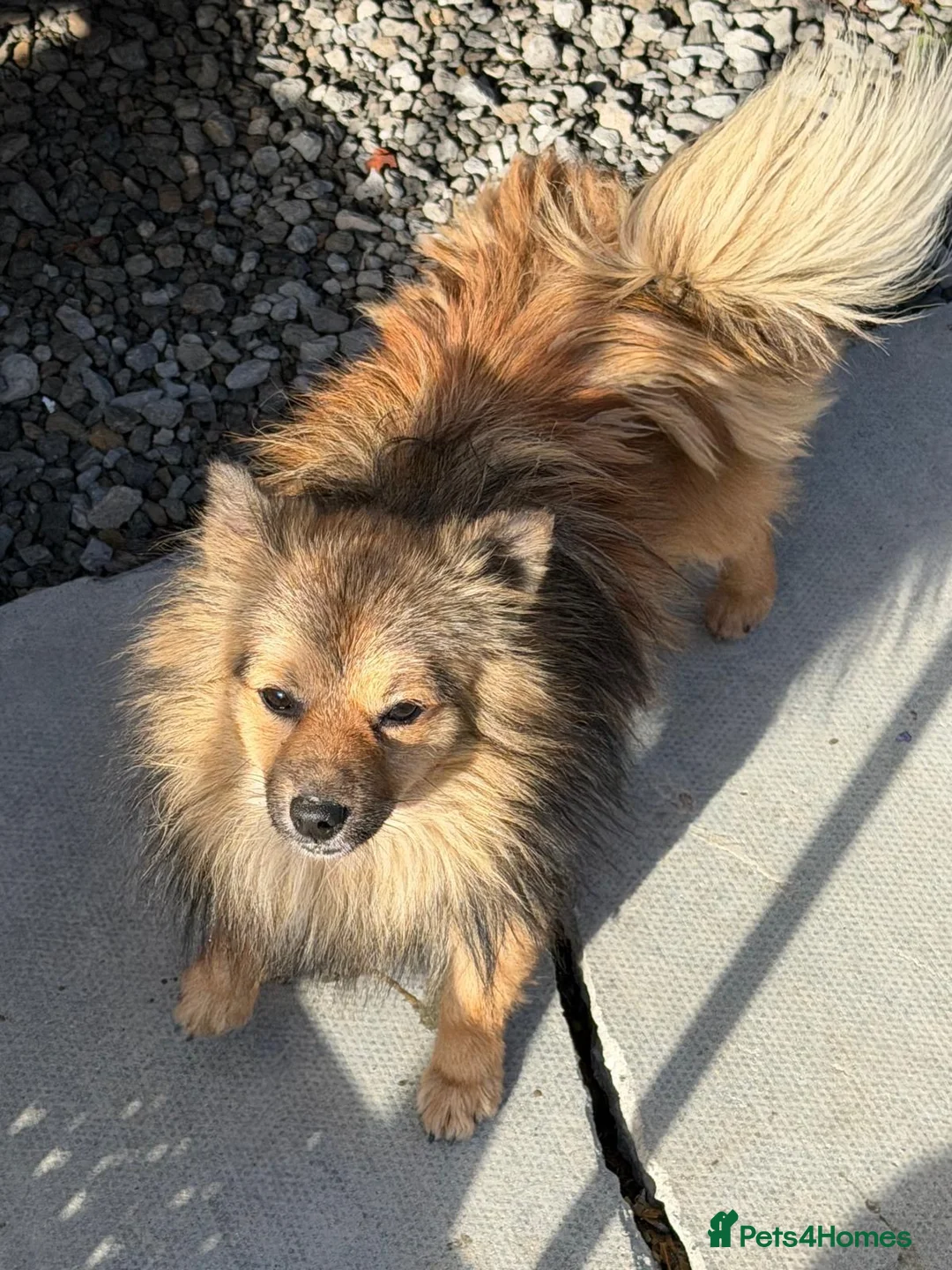 Pomeranian dogs for sale: Full bred Pomeranian  in Kidlington - Advert 2