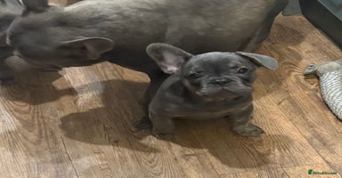 French Bulldog dogs BLUE BOY 💙  LILAC GIRL 🩷 10 weeks  - Advert 12