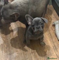 French Bulldog dogs BLUE BOY 💙 LILAC GIRL 🩷 10 weeks - Advert 4