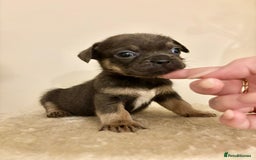 Mixed Breed dogs for sale: 3 gorgeous pups ready now - Image 13