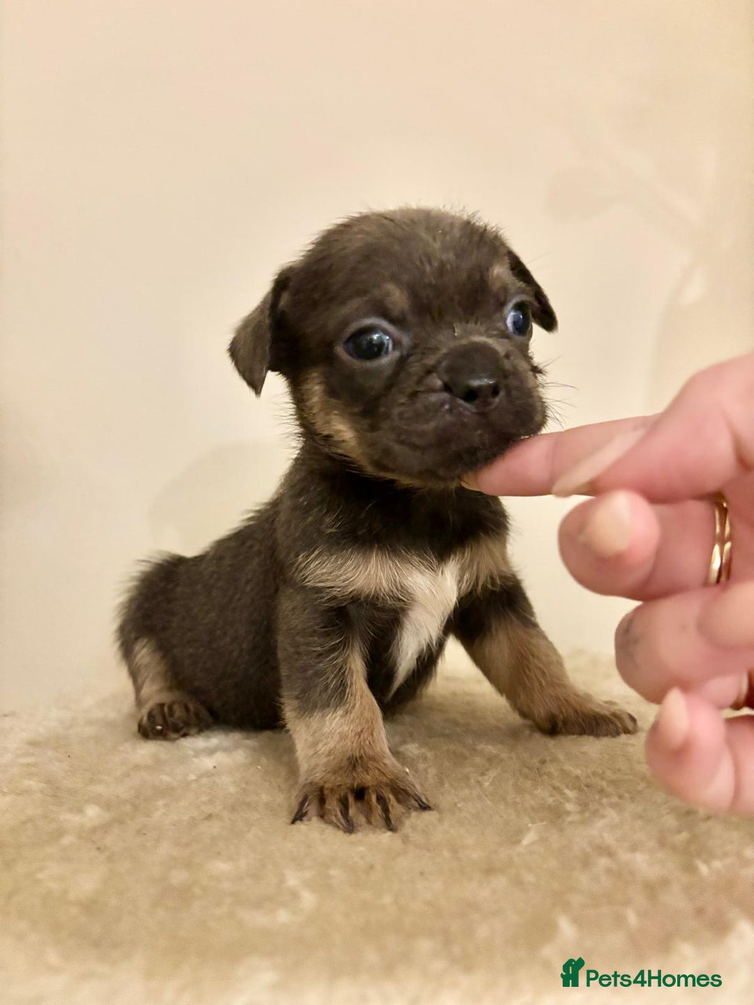 Mixed Breed dogs for sale: 3 gorgeous pups ready now - Image 13