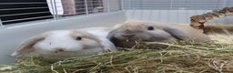 Mini Lop rabbits for sale: Pair of friendly baby mini lops for loving home - Advert 1