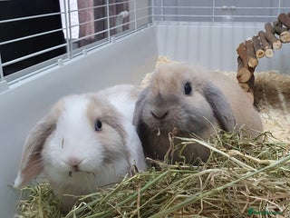 Mini Lop rabbits Pair of friendly baby mini lops for loving home - Advert 1