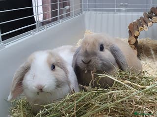 Mini Lop rabbits Pair of friendly baby mini lops for loving home - Advert 4