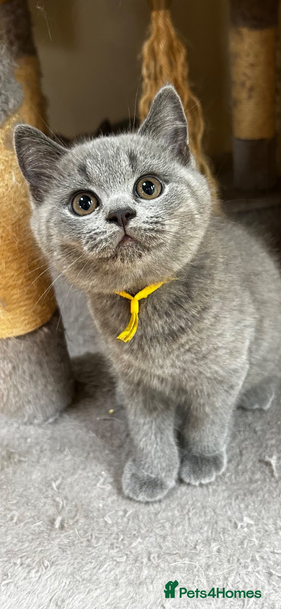 British Shorthair cats GCCF registered British Shorthairs READY MID SEPT - Advert 1