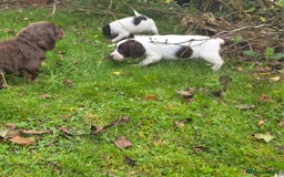 Cocker Spaniel dogs for sale: WORKING COCKER SPANIELS ..DNA CLEAR - Image 34