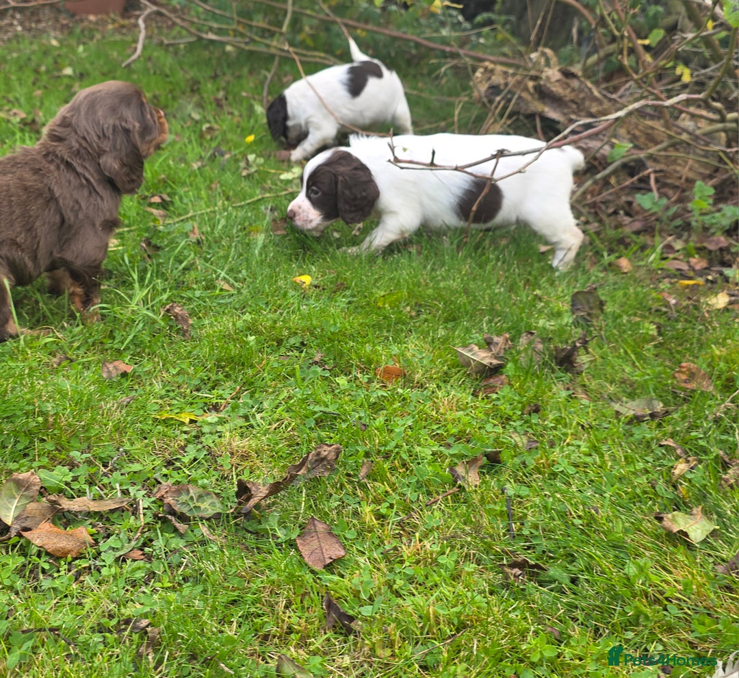 Cocker Spaniel dogs for sale: WORKING COCKER SPANIELS ..DNA CLEAR - Image 34