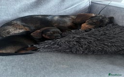 Miniature Dachshund dogs for sale: Miniature dachshund merle - Advert 12