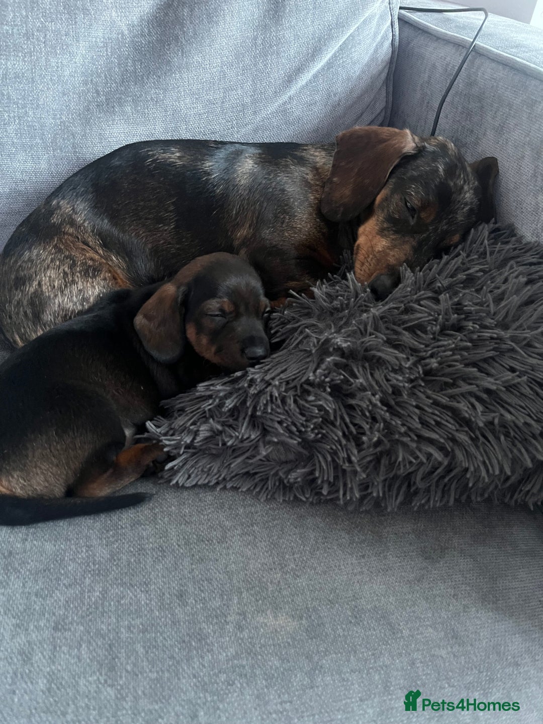 Miniature Dachshund dogs for sale: Miniature dachshund merle - Advert 12