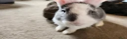 Continental Giant rabbits for sale: Continental giant rabbits - Advert 7