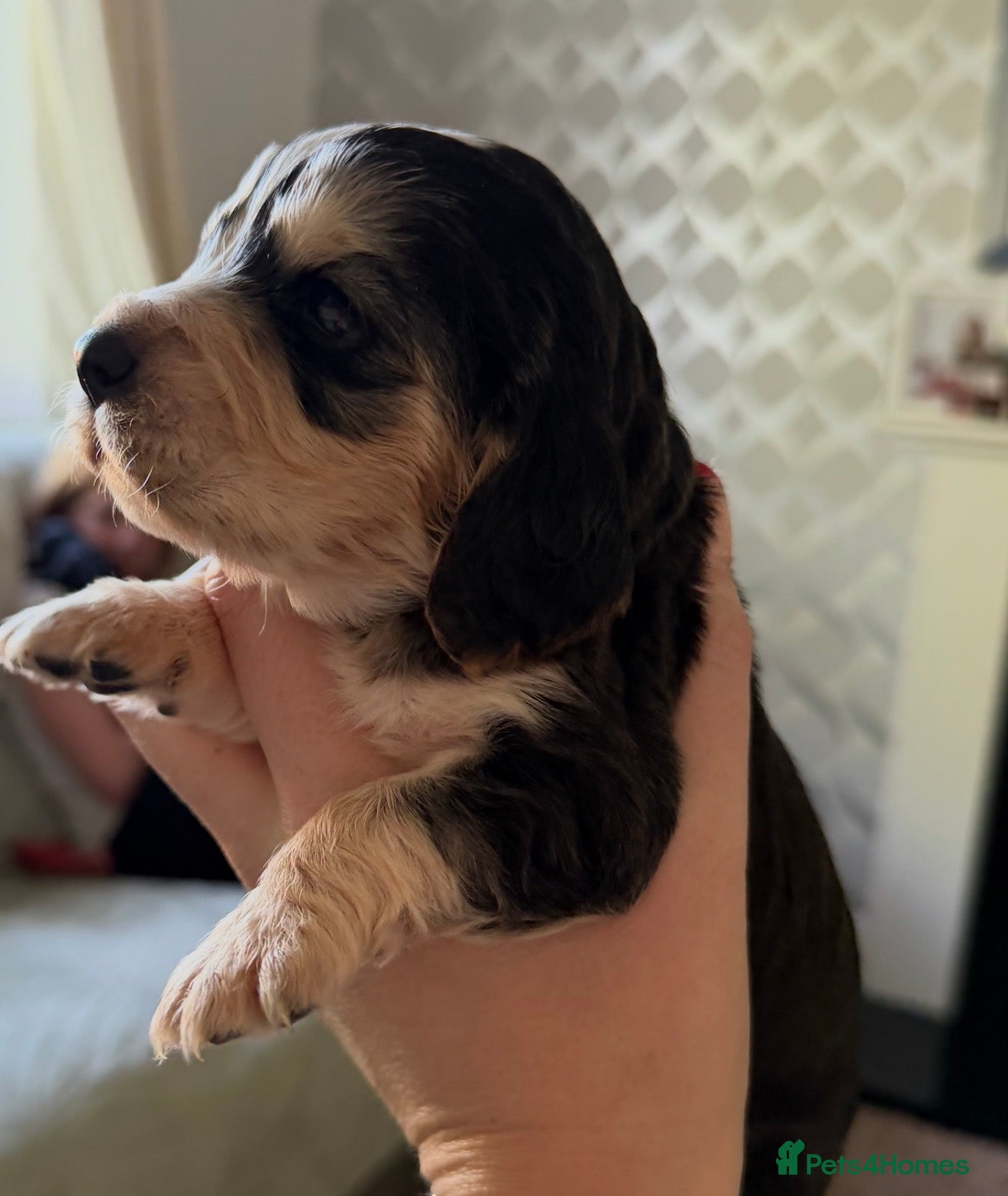 Cocker Spaniel dogs Beautiful cocker spaniel babies  - Advert 3